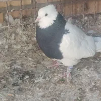 کفتر طوقی|پرنده|حمیدیا, |دیوار