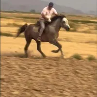 اسب|اسب و تجهیزات اسب‌سواری|تهران, مجیدآباد|دیوار
