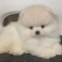 پامرین دوسرخرسی حرفه ای