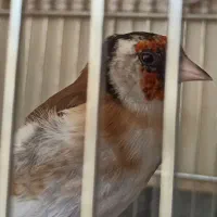 سهره رام و اهلی