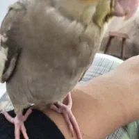 عروس هلندی گمشده