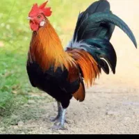 سرپرستی مرغ  خروس کبوتر بلدرچین جوجه