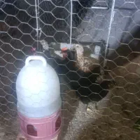 جوجه محلی دوماهه و هفت روزه