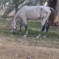 اسب کورسی