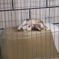 واگذاری گربه|گربه|بندر ماهشهر, |دیوار