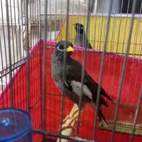 مینا دستی|پرنده|قم, منبع آب|دیوار