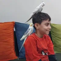 یه جفت عروس هلندی مولد دستی همراه جوجه