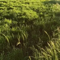 فروش جو ده پر روس
