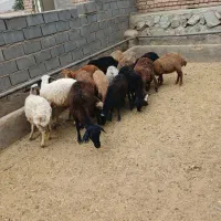 ۱۵راس بره ماده هترو