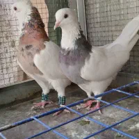 طوقی واکسی سیاه ،زرد ،سرخ ،هفت رنگ