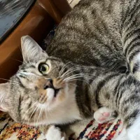 واگذاری گربه dsh ماده حمایتی