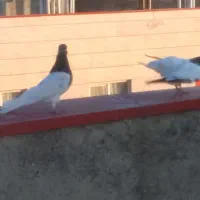 جفت گوی باش پاک پاک درسهند