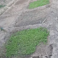 اسکان رایگان خانه ویلایی برای هموطنان عزیز