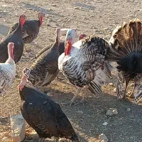 فروش کفش کیف بوقلمون