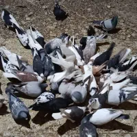 600|پرنده|مشهد, تبادکان|دیوار