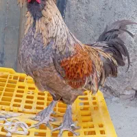 خروس زینتی به فروش میر سد