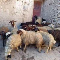 فروش کاور نر و ماده|حیوانات مزرعه|سقز, |دیوار