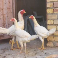 ۱خروس لاری ۲تا مرغ لاری