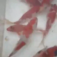 ماهی کوی|ماهی|شاهین‌شهر, اقبال لاهوری|دیوار