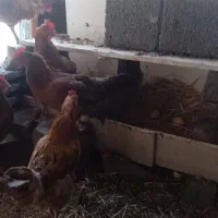 مرغ و خروس