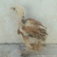 جوجه برهما ۲ ماهه