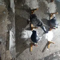 ۸عدد کفتر قلدر|پرنده|مشهد, شهید آوینی|دیوار