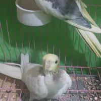 عروس هلندی با جوجه ۴۰روزه