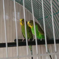 یک جفت مرغ عشق مولد روی تخم