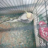 عروس هلندی نر