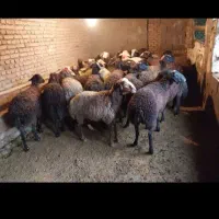 گوسفند زنده جهت قربانی