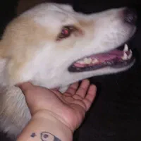 سگ پیدا شده|حیوانات|آمل, |دیوار