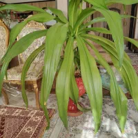 فروش گل سوسن عنکبوتی