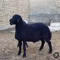 4عدد بره قوچ همو وهترو  دوقلو زا به فورش می‌رسد
