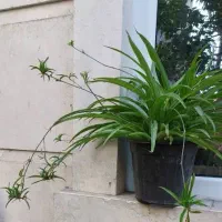 گل گندمی و مرداب