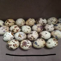 تخم بلدرچین