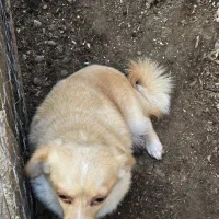 اشپیتز پامر  ماده|سگ|رشت, جانبازان|دیوار