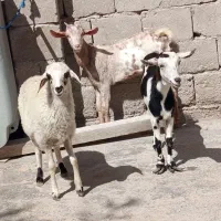 چند عدد بچه بره ماده    گیسه زه نگرده