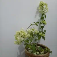 تعدادی گل|گل و گیاه طبیعی|ارومیه, |دیوار