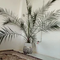 نخل زیبا وسرحال