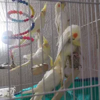 عروس هلندی نر و ماده