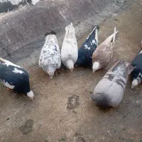 کفتر کفتر بازی|پرنده|الوند, |دیوار