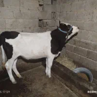 دو راس لیشه جنس زیبا|حیوانات مزرعه|ماسال, |دیوار