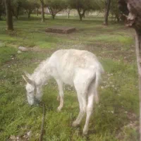 خر جوان نره تازه میخوا باری بشه در الشتر