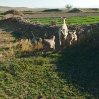 قوچ قزل افشار و قره چال بز سانن|حیوانات مزرعه|کمیجان, |دیوار