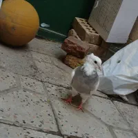 کبوتر طوق|پرنده|مریوان, |دیوار