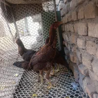 مرغ لاری|حیوانات مزرعه|مشهد, ایوان|دیوار