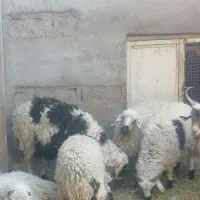 برره فروشی|حیوانات مزرعه|بم, |دیوار