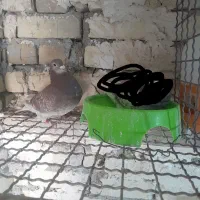 ماده پلاکی نشسته|پرنده|دشتابی, |دیوار