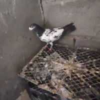 کفتر|پرنده|میناب, |دیوار