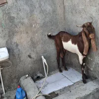 بز نر وبزماده پاکستانی